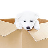  Adopt A Puppy 