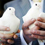  Doves 
