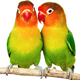  Lovebirds 
