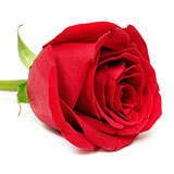  Red Rose 