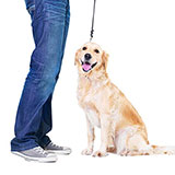  Dog Walker 