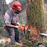  Lumberjack 