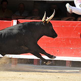 Matador 