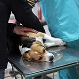  Vet 