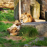  Zoo Keeper 