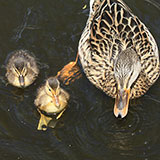  Quack Quack 