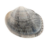  Quahog 