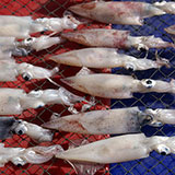  Squid 