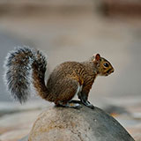  Squirrel 