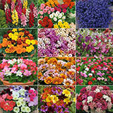  Annuals 