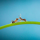  Ants 