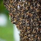  Bees 