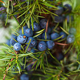  Berries 