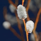  Buds 