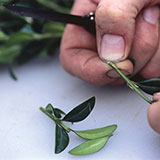  Clipping 