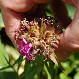  Deadheading 