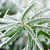  Frost 