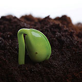  Germination 