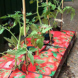  Growbag 