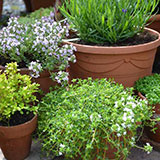  Herbs 