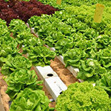  Hydroponics 
