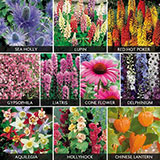  Perennials 