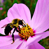  Pollination 