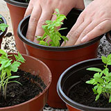  Potting Up 