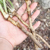  Rhizome 
