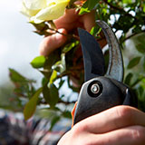  Secateurs 