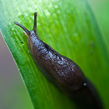  Slug 