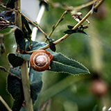  Snail 