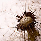  Spore 