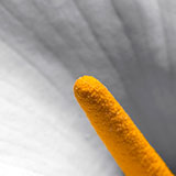  Stamen 