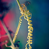  Tendril 