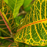  Variegated 