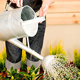  Watering Can 