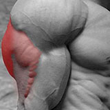  Tricep 