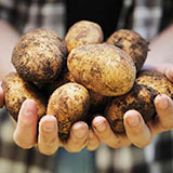  Potatoes 