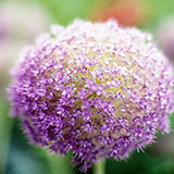  Allium 