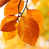  Beech 