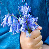 Bluebell 