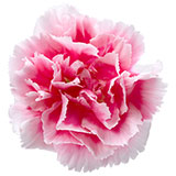  Carnation 
