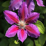  Clematis 