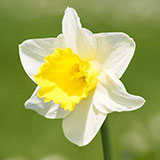  Daffodil 