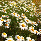  Daisy 