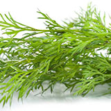  Dill 