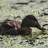  Duck Weed 