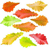  Elm Leaves 