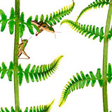  Fern 